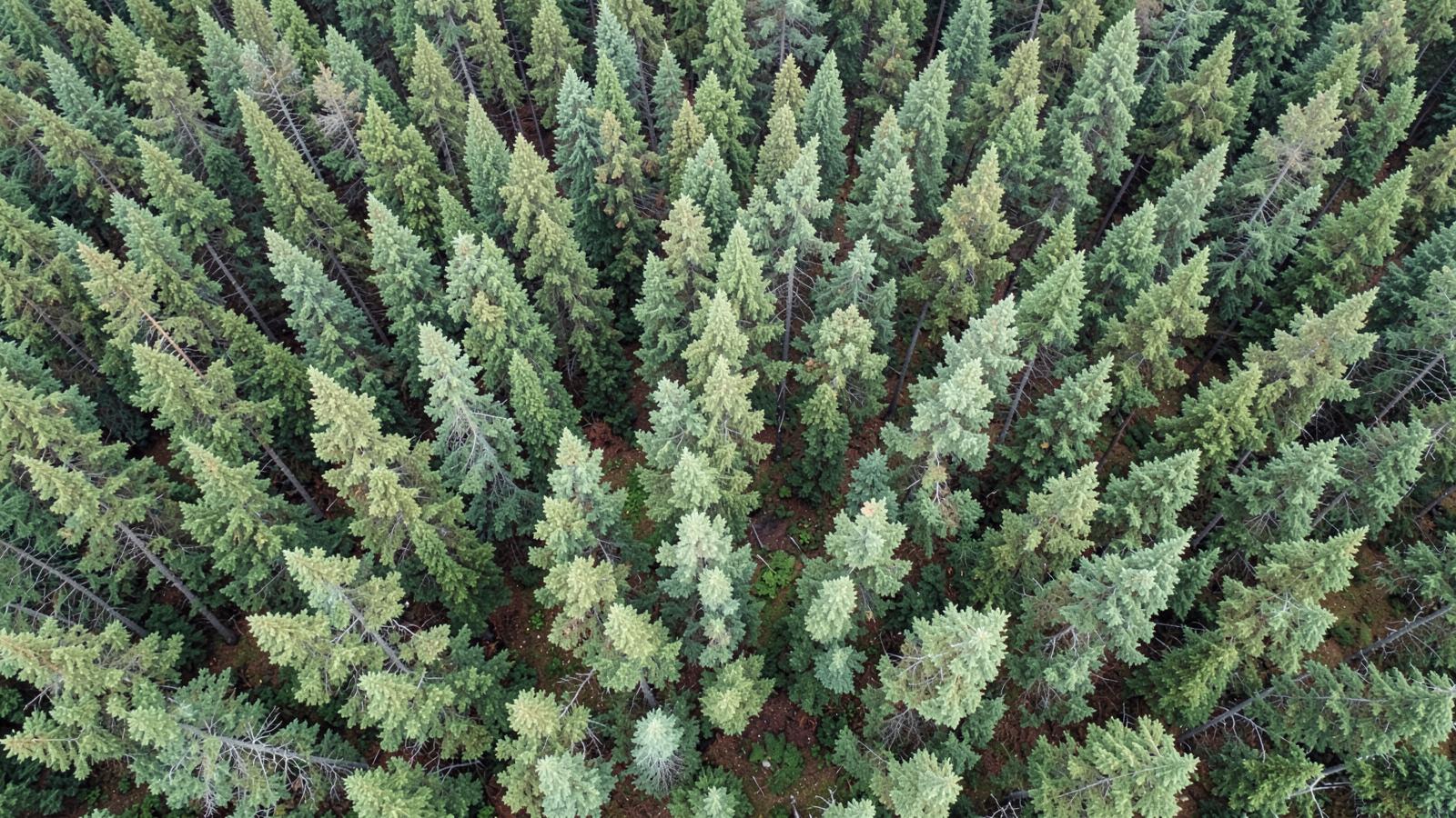 Veduta dall'alto di un bosco di conifere a gestione controllata